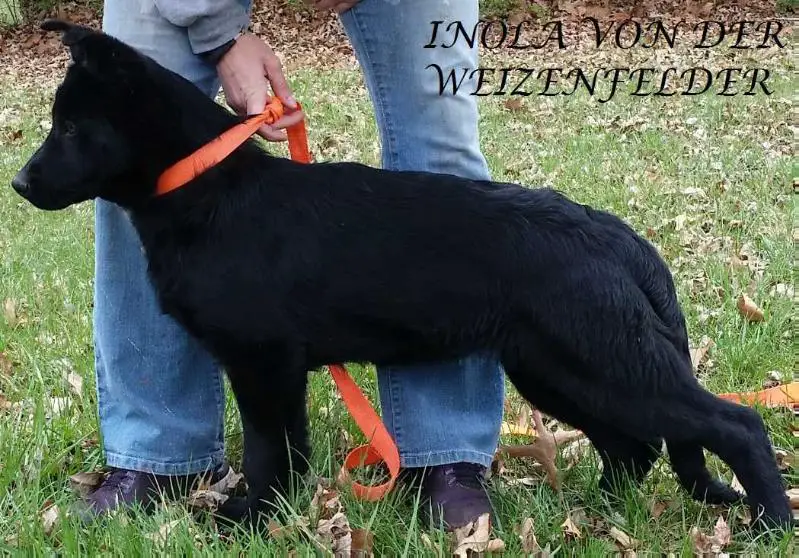 Inola von der Weizenfelder