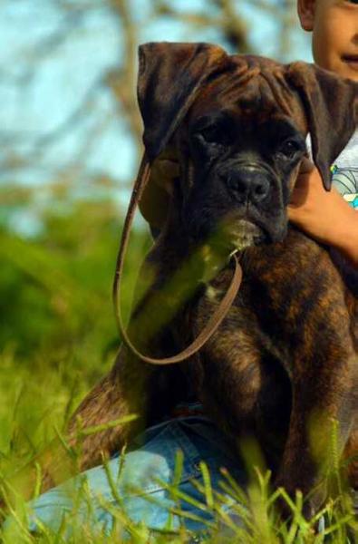 Kinich-Chacah (MONTIEL)