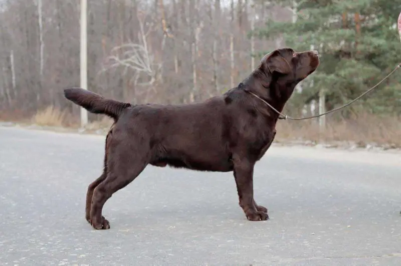 Labry Berry Nimbus Brown