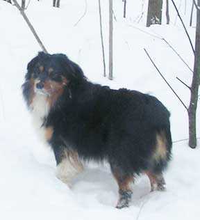 Countrywoods Jiminy Crystal