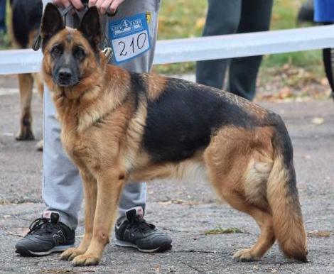 BOB, 3CAC, SVERKAYUSHCHAYA LUIZA