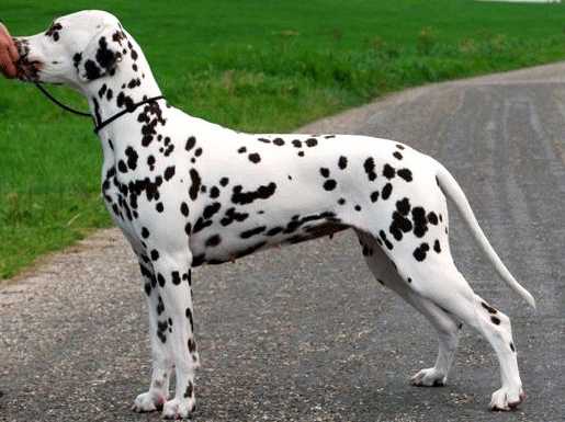 Gwynmor Young Emily Brown