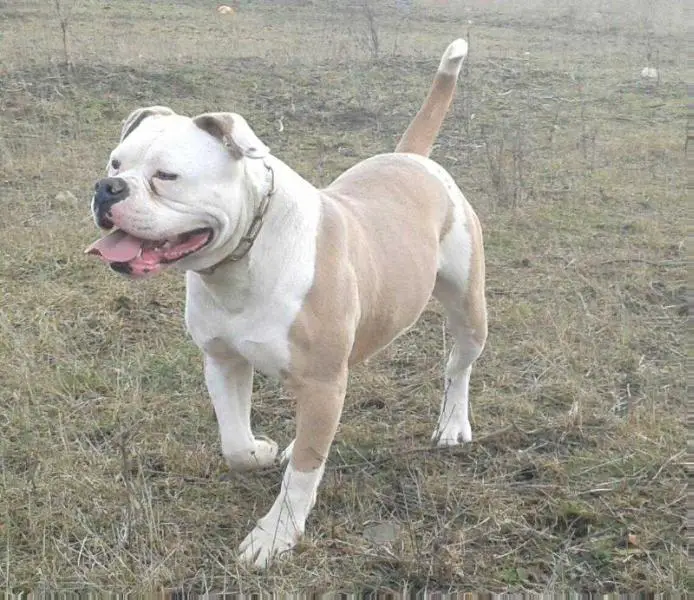 Old Line's Bloody Mary