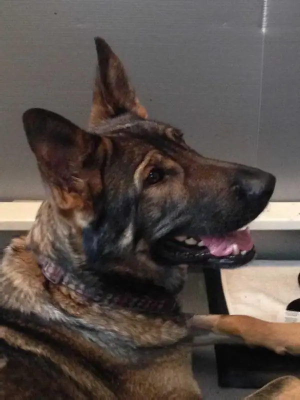 Adette Von Wahrer Freund