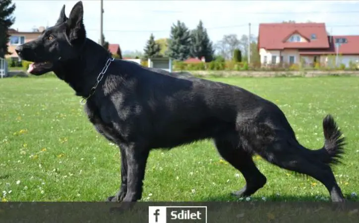 Cini od Policie Ceske republiky