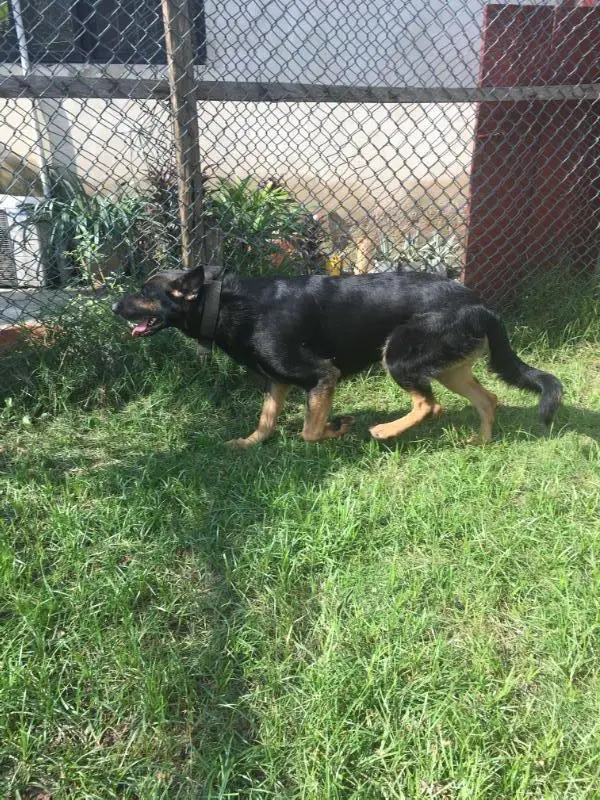 Gabrielle z Jirkova Dvora