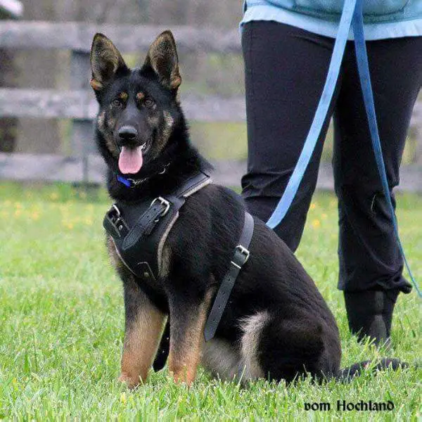 Arianna vom Edel Anfang