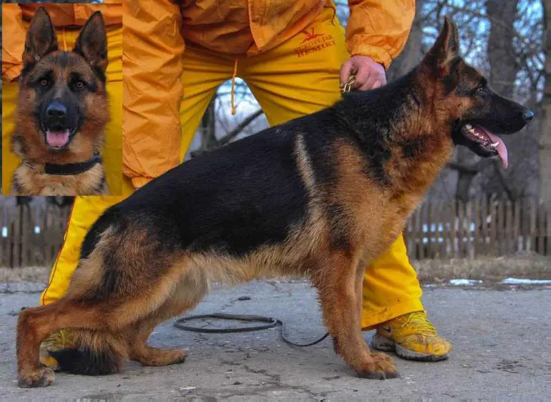Monna vom Haus Milesevac