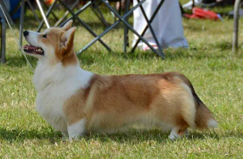 UK CH Woodhenge Star Maiden