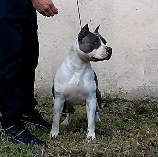Blue Safira Imperial Terriers