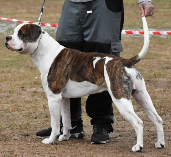 ABNA Grand CH, European CH of the CH, European jr. CH White Crazy Bulls Anakin