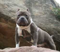 CP* ABKC CH/BKC GRCH 'PR' CLP's Truetank The Samurai