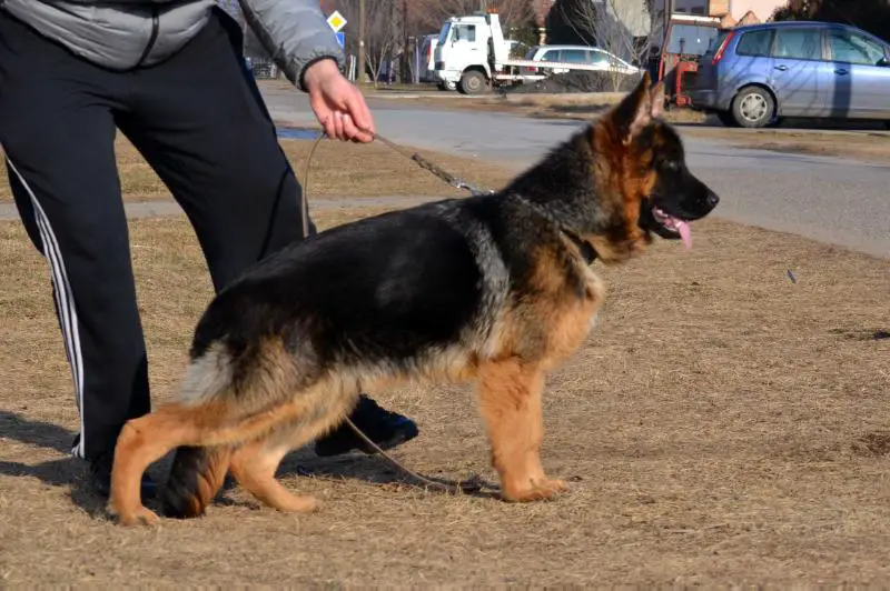 Ikarus de la Madonina