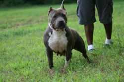 RAZEN KANE'S SLITHER A.K.A. ZOOM