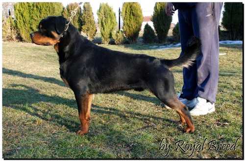 Niko II from Royal Breed