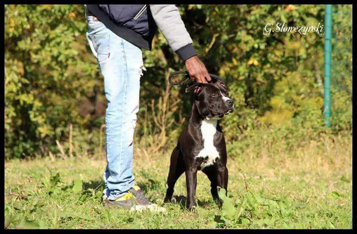 P'pit My Crazy Horse