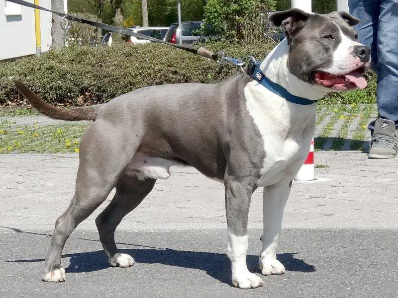 SPECIAL ONE DEXTER OF NRF