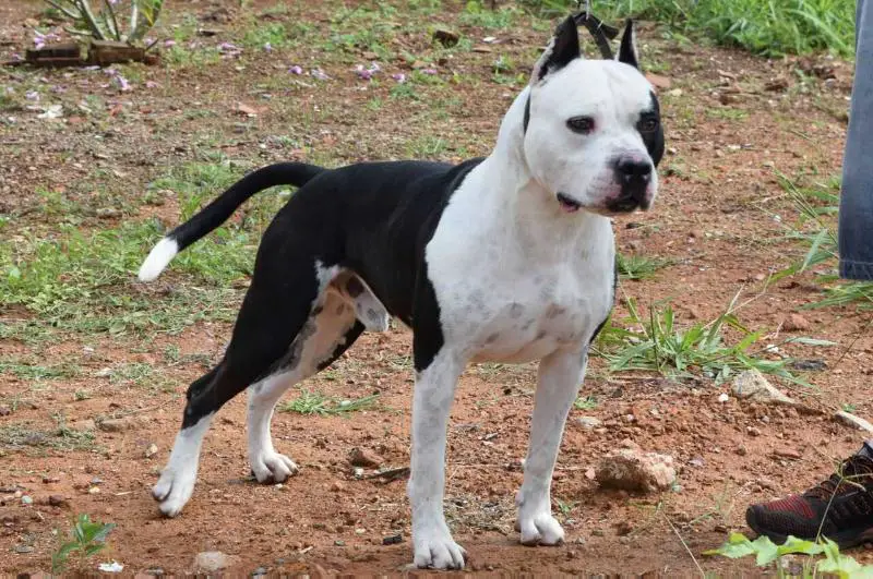 CIBORG AMSTAFF BANTIM