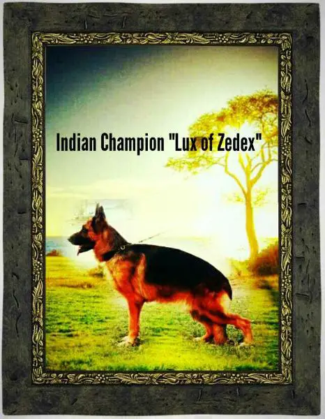 Champion, BIS Lux of Zedex