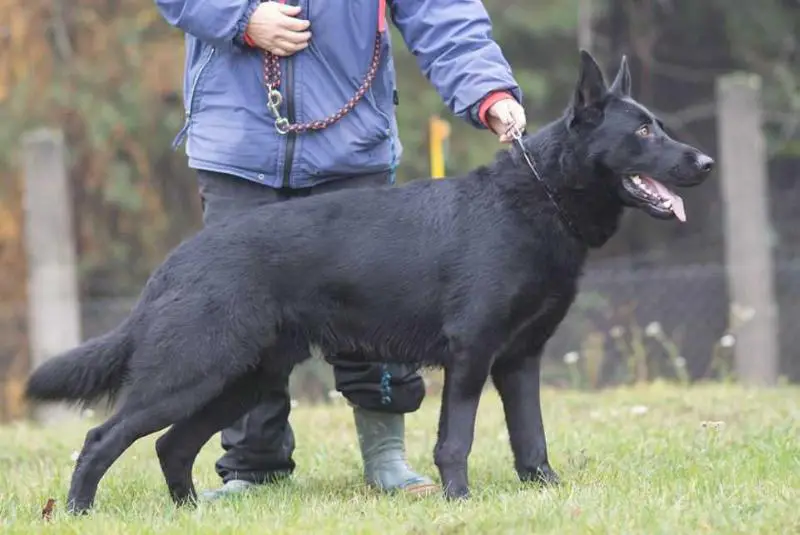 Abady z Kralicke Tiskarny