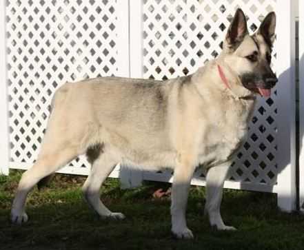 RIN TIN TINS LADY RACHAEL