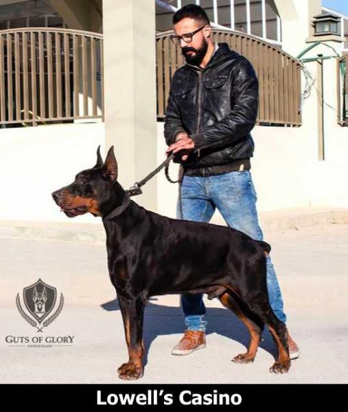 BOB, CACIB Lowells Casino