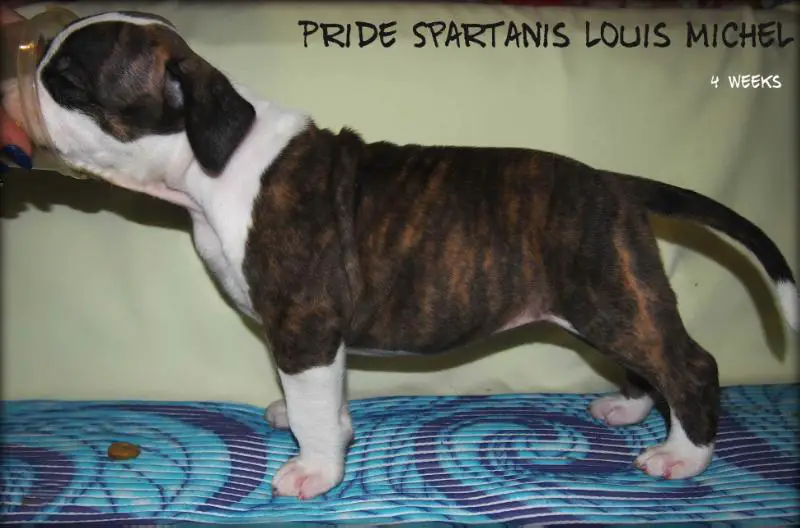 Pride Spartanis Louis Michel