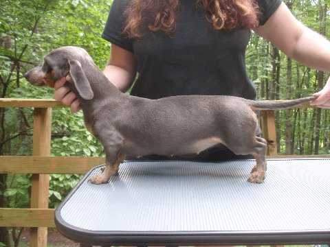 Adorables Claire B Miss Behaven MS