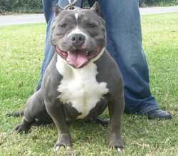 Bluepride's Mary Jane LB Finest
