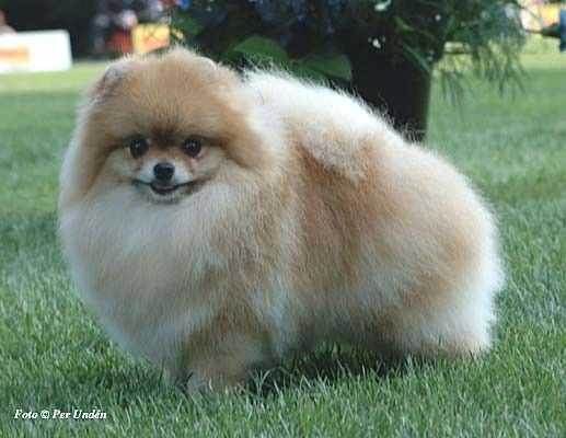 INT NORD DK UCH KBHV-03 DKKV-03 Sunline Daddy's Girl