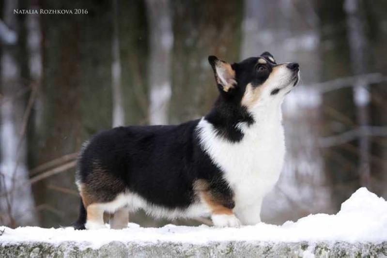 Talisman Vasilisy Latte Coffee