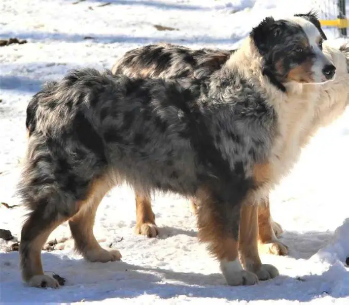 Lobo's Cheyenne Celebration