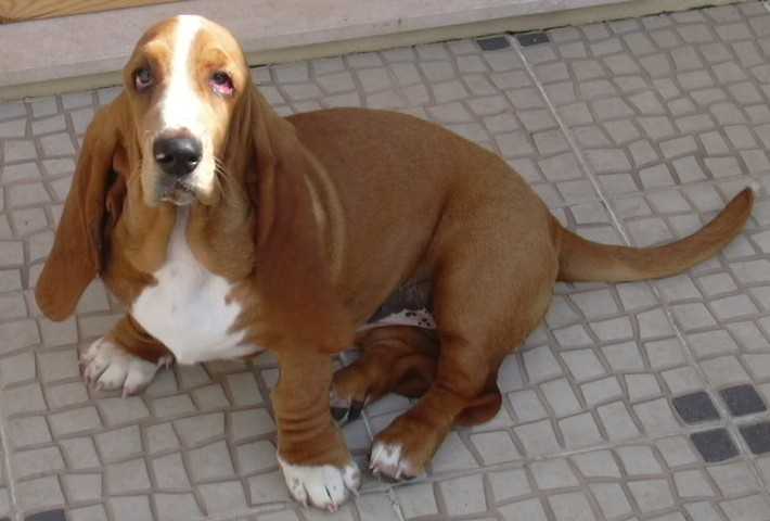 Gwenevere da Casa do Trevo