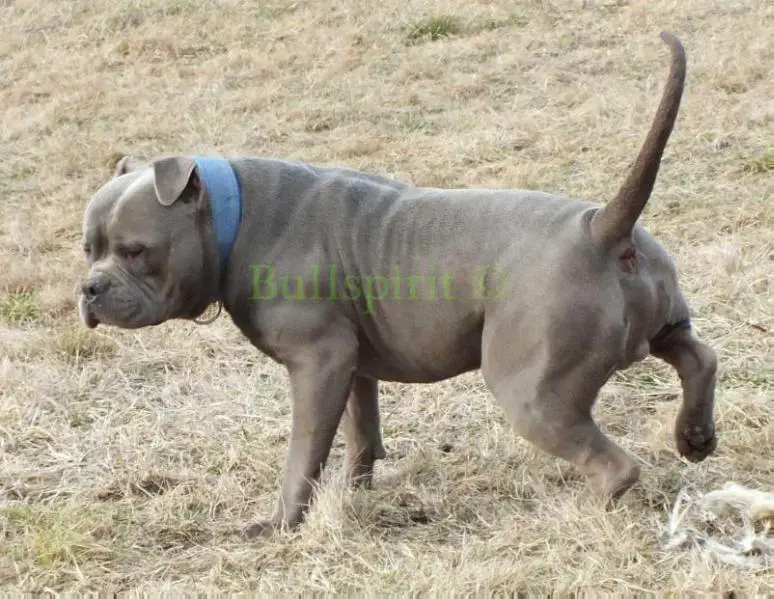 CB Bulldogs LUI