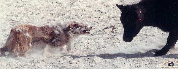 HOF WTCH Rising Sun's Qwick Draw