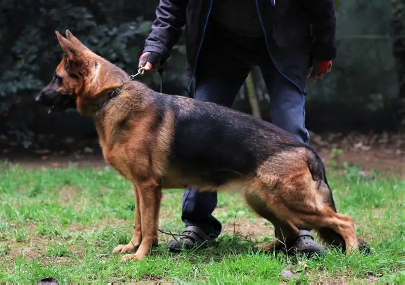 JBOB, BOB, JchTR Adriana vom Shaman