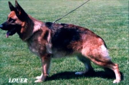 V Basha vom Waithaus