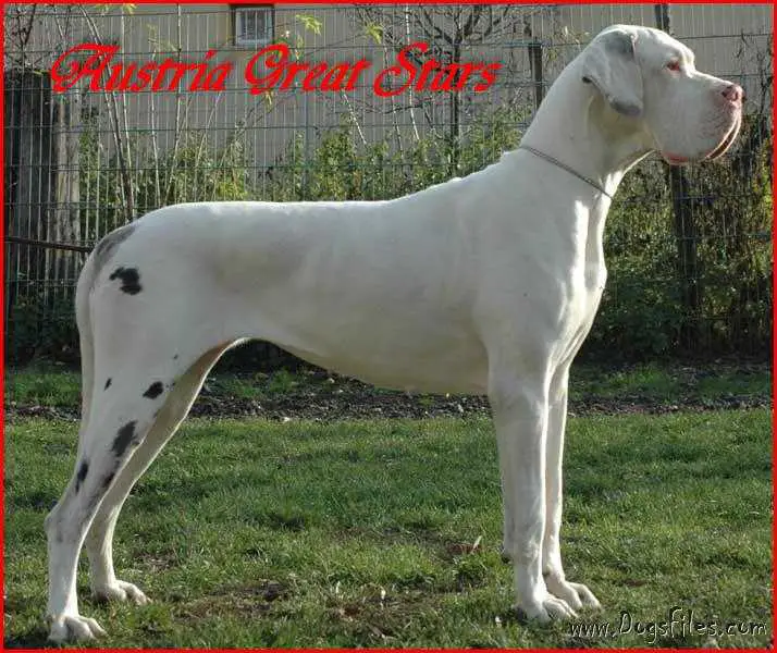 Pearl v.d.P. Altenburger