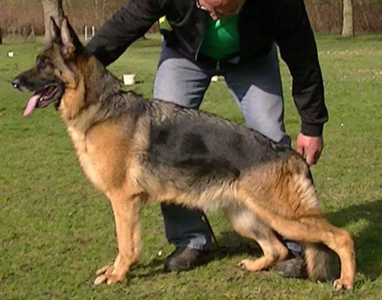 V Soul vom FREESE LAND