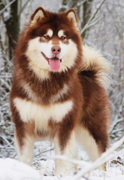 Tan Alaskan Malamute