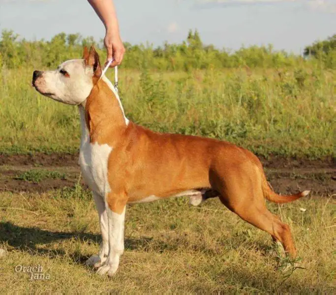 CH RUS, CH RKF Old Moon Get Оf My Cloud