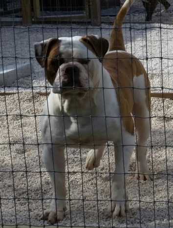 Calver's Cain by Copelands