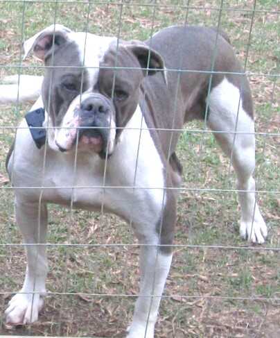 Prime Example Bulldogs Blue of Big Easy Kennels