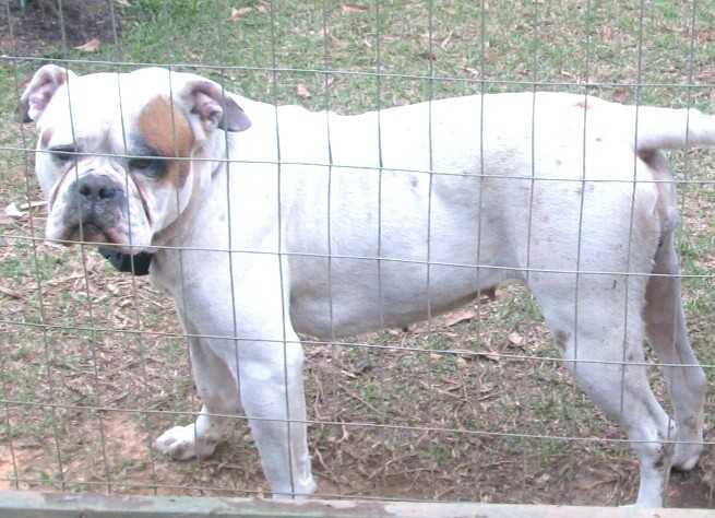 Prime Example Bulldogs Patches of Big Easy Kennels
