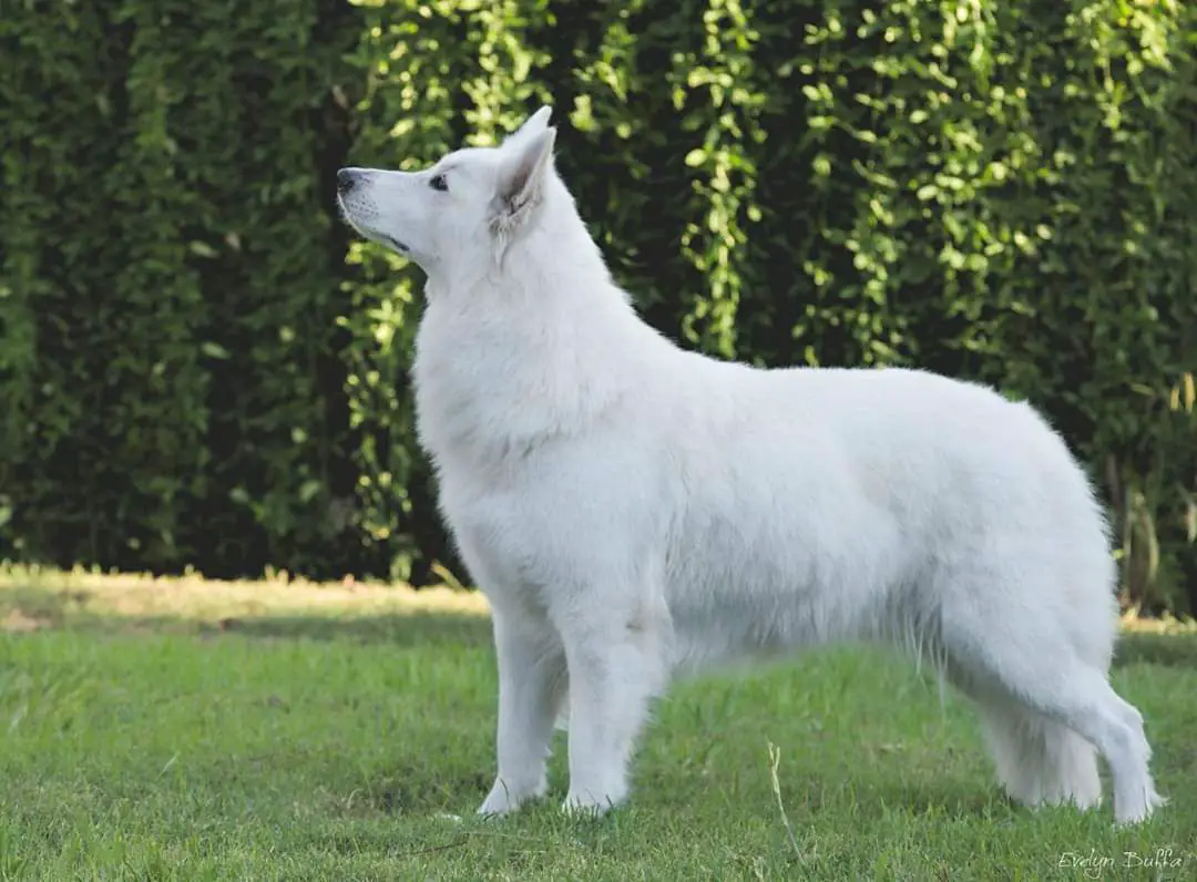 Caprishka Zeichen Von Wolf