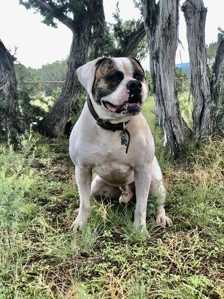 MpKennels J'Bowser of NEK.