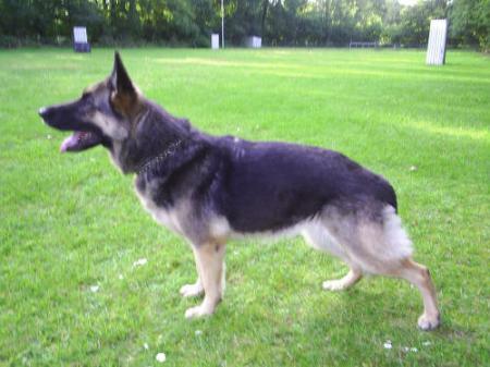 G Fenja vom Mühlenbergerland