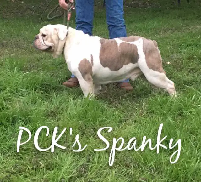 PCK's Spanky