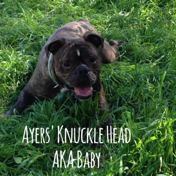 Ayers' Knuckle Head