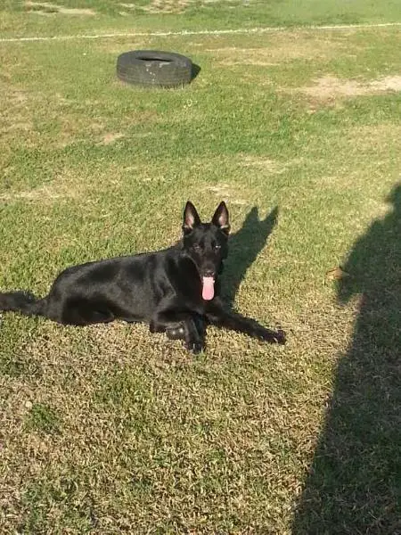 Cairo of Pet Paradise